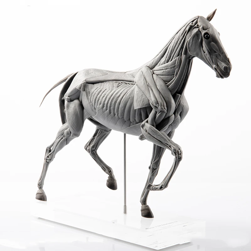 Resin Art Gift For Birthday - EVOLABORATORY Horse Muscle Anatomy Model Educational