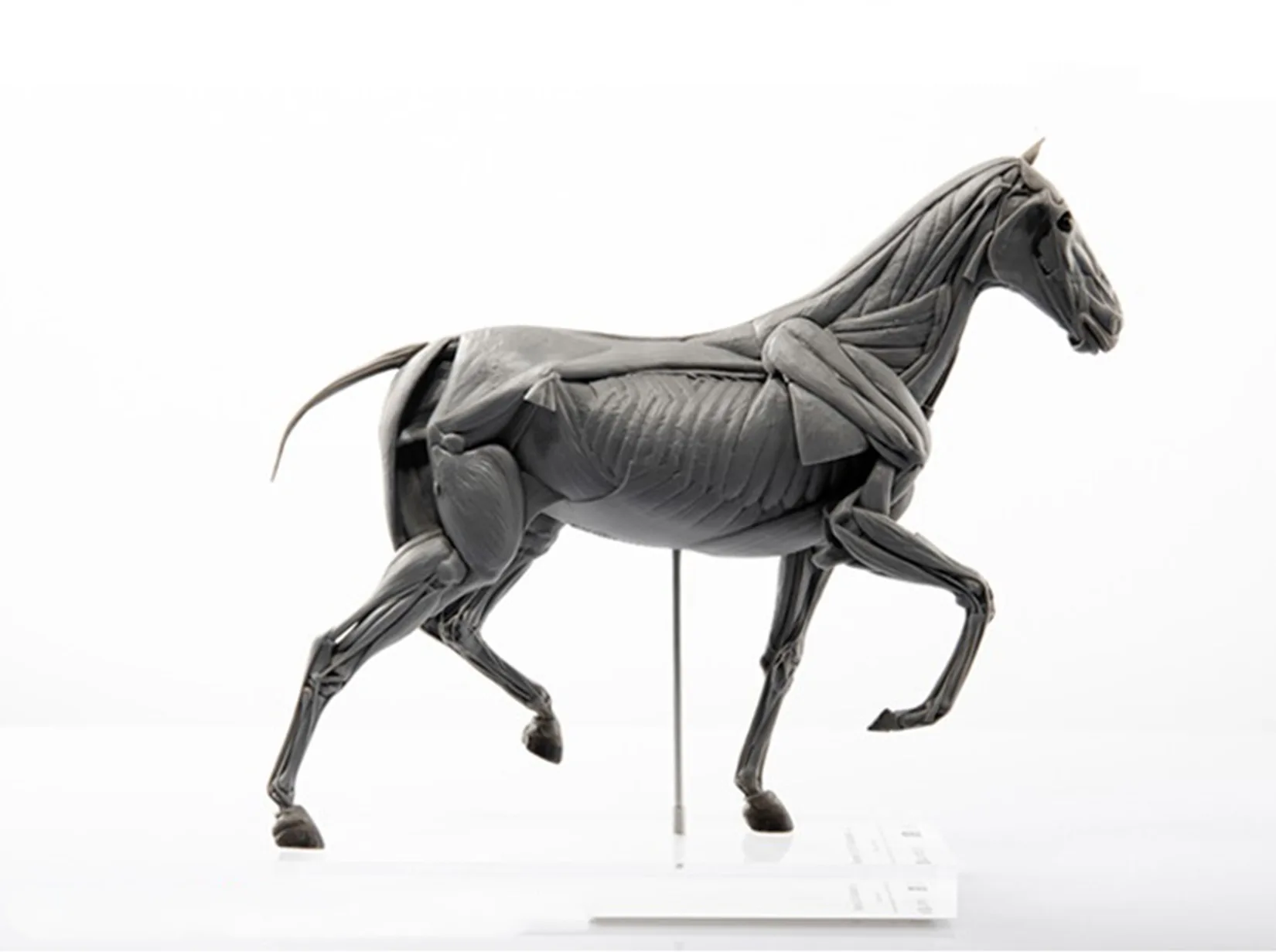 EVOLABORATORY Horse Muscle Ana - Resin Art Gift For Birthday incelemesi ve fiyatı