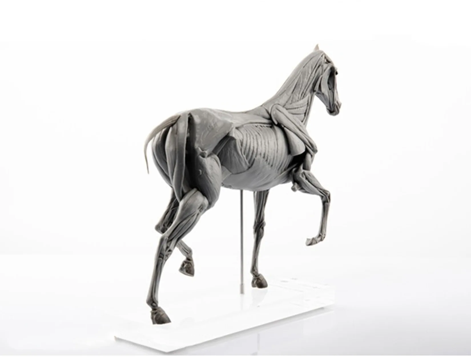 EVOLABORATORY Horse Muscle Ana - Resin Art Gift For Birthday incelemesi ve fiyatı