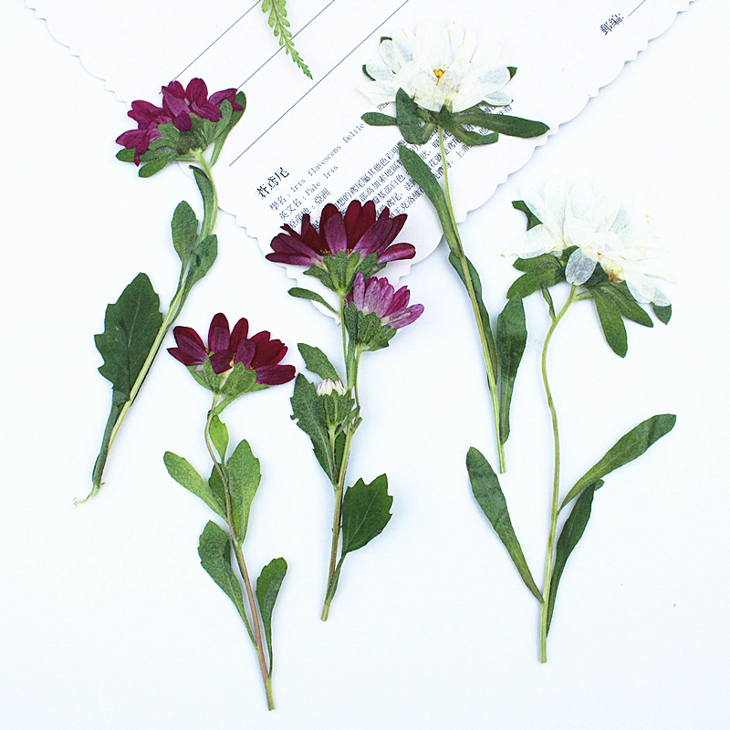24pcs,Mini Chrysanthemum Press - Resin Art Phone Case incelemesi ve fiyatı