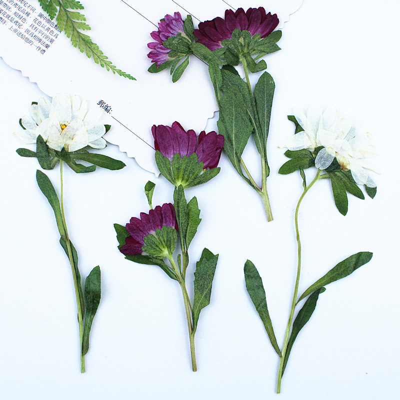 24pcs,Mini Chrysanthemum Press - Resin Art Phone Case incelemesi ve fiyatı