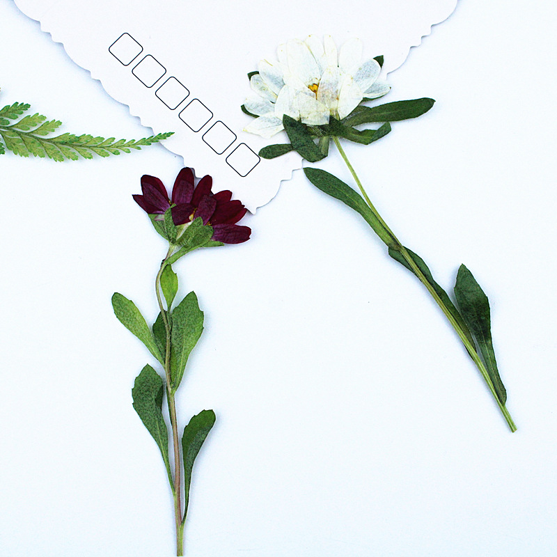 24pcs,Mini Chrysanthemum Press - Resin Art Phone Case incelemesi ve fiyatı